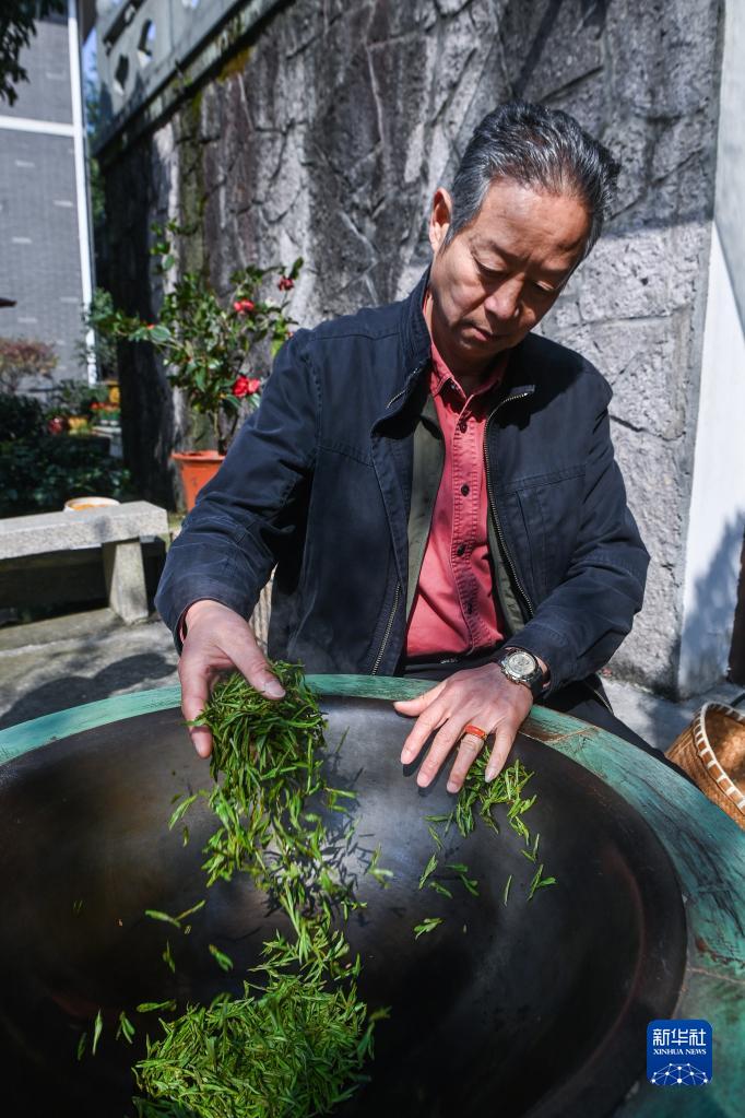 西湖龙井茶正式开采