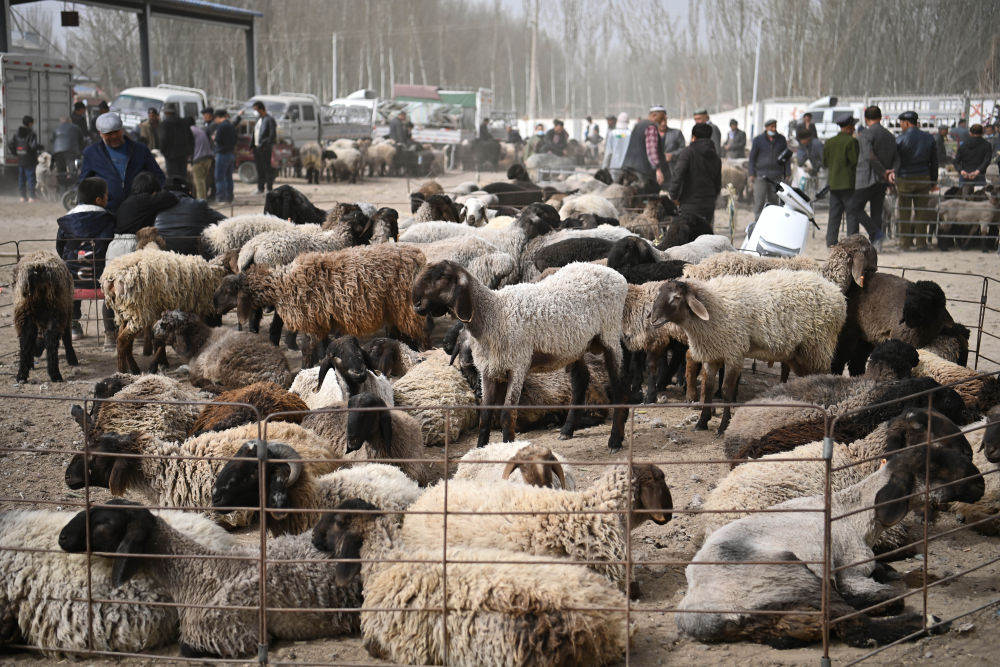 强信心·开新局|新疆莎车：牛羊巴扎里的乡村振兴新图景