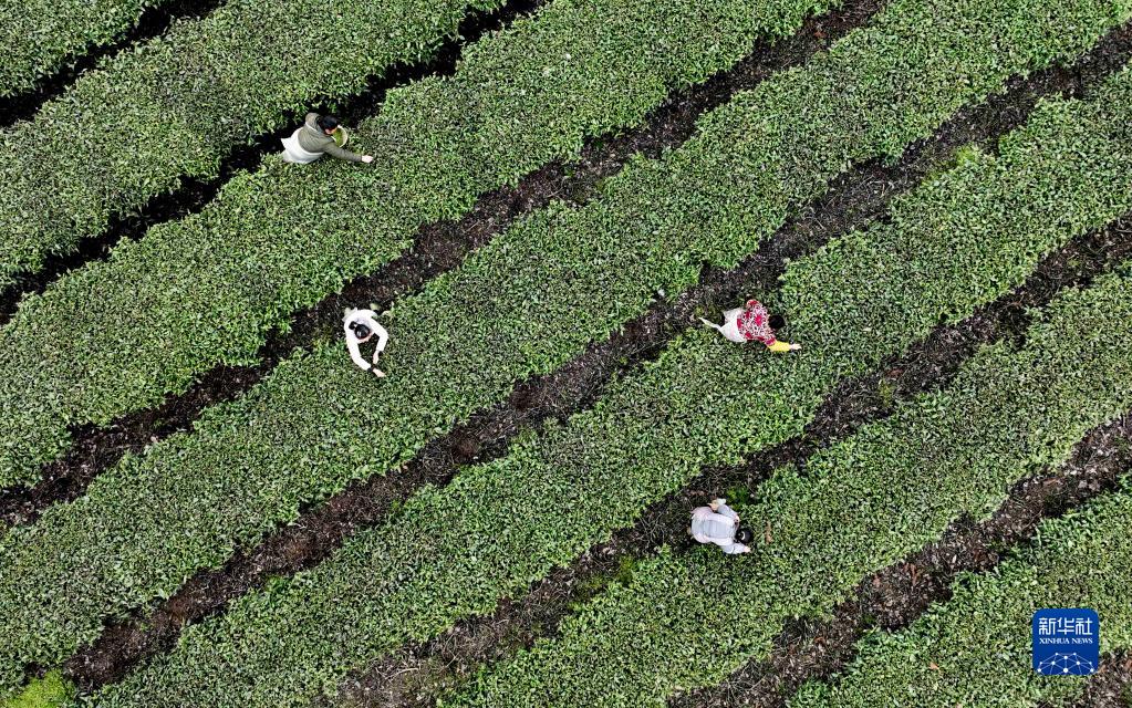 春到茶山采茶制茶忙