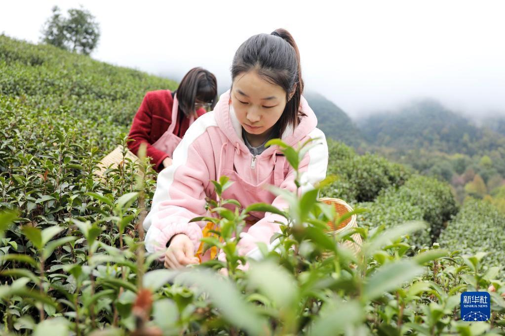 春到茶山采茶制茶忙