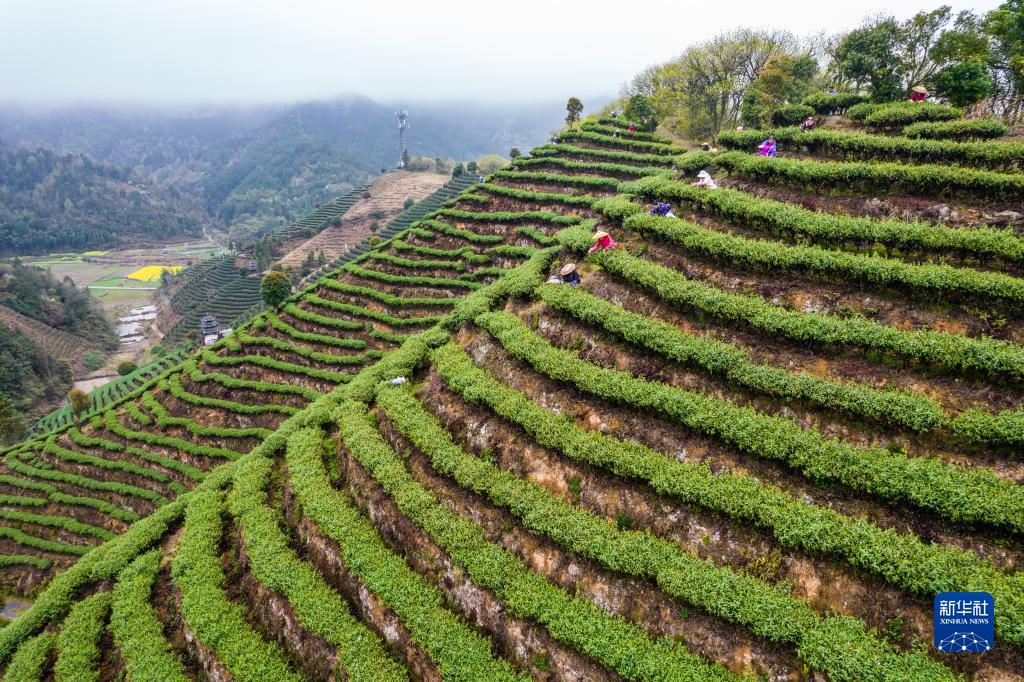 春到茶山采茶制茶忙