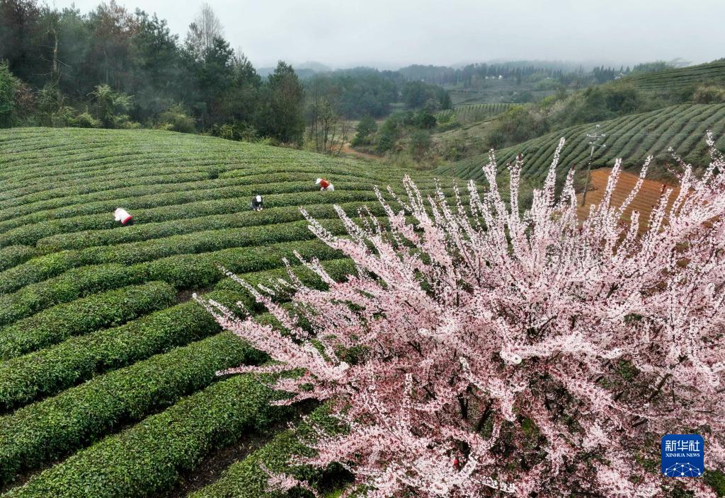 春到茶山采茶制茶忙