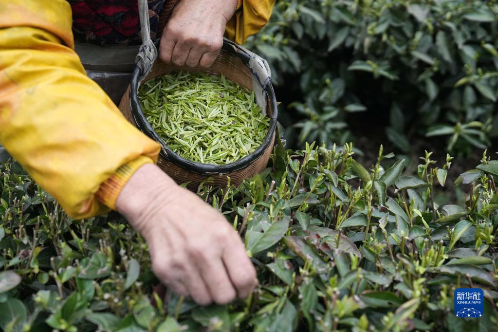 春到茶山采茶制茶忙