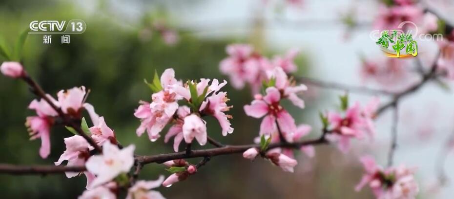 一抺春光惹人醉 “云赏春”看遍大江南北春色美景