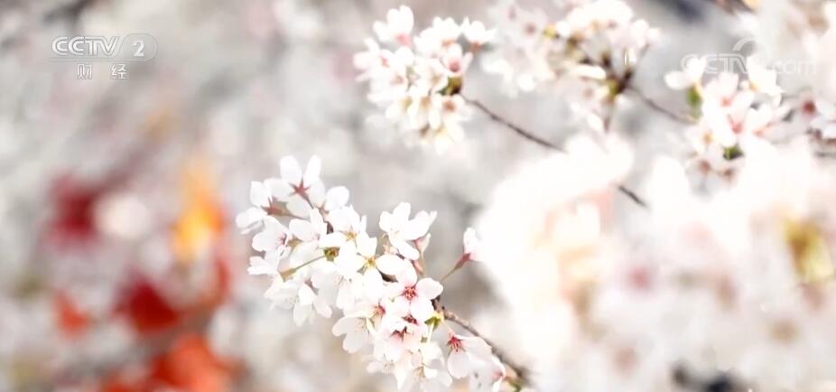 春意浓 百花俏 赏春踏青正当时