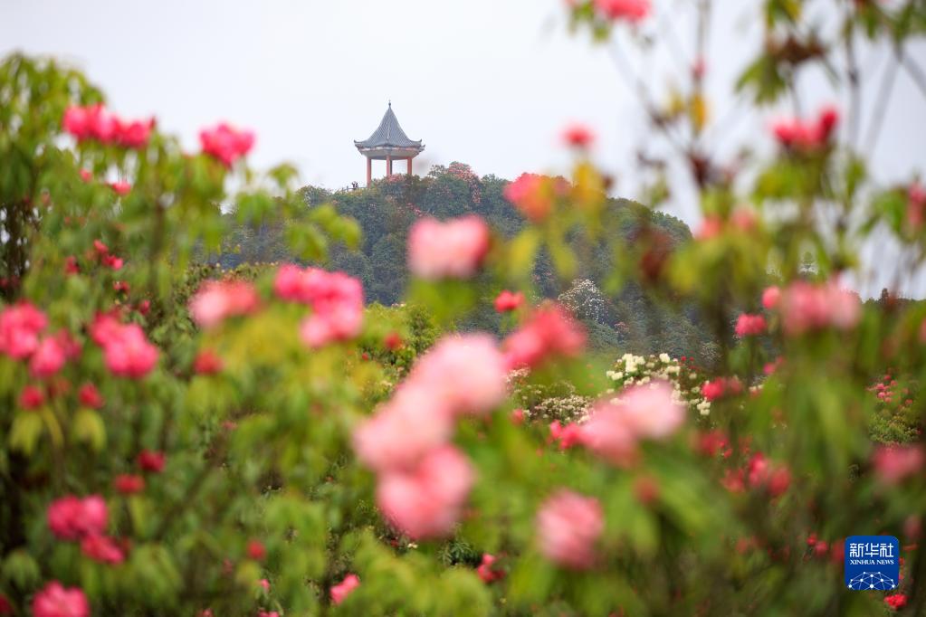 贵州：观百里杜鹃花海