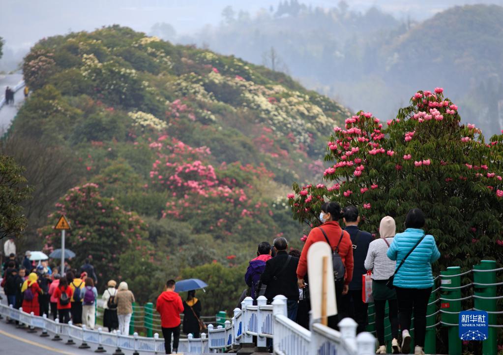 贵州：观百里杜鹃花海