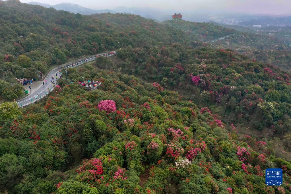 贵州：观百里杜鹃花海