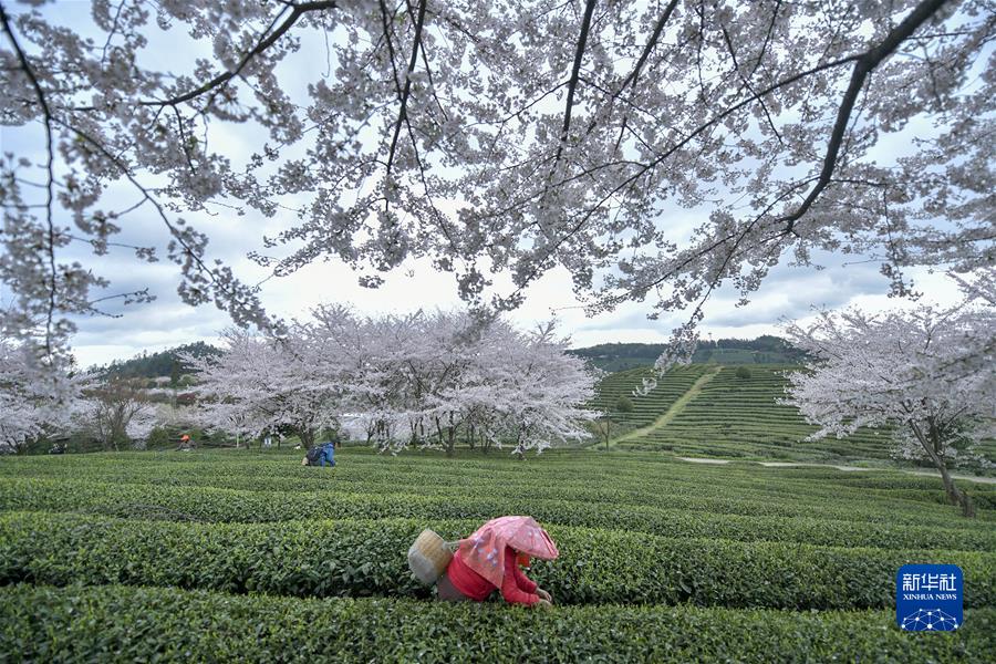 贵州余庆：采摘“明前茶”