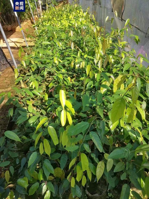 珍稀濒危野生树种海南风吹楠狭叶坡垒实现全国首次野外回归