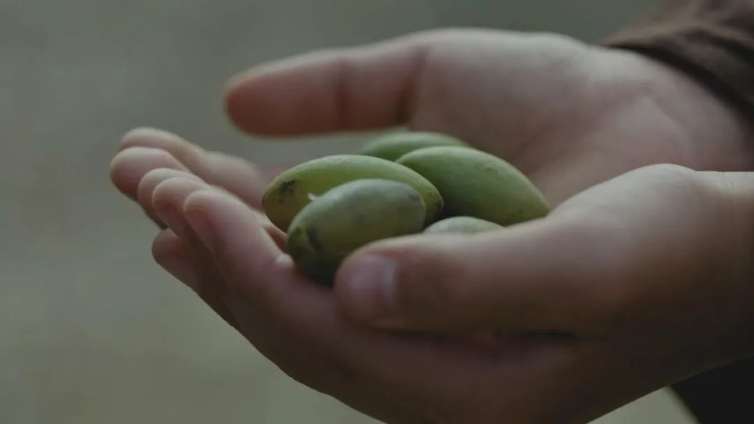 英雄之光丨橄榄树下,酿酒等你70年……