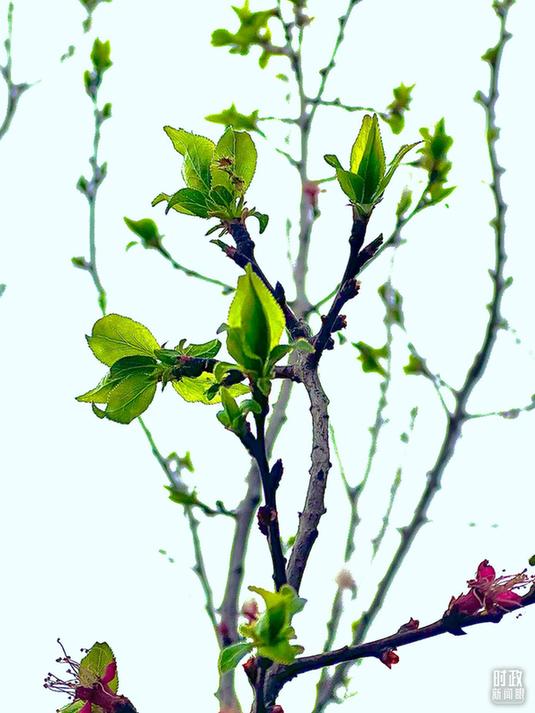 时政新闻眼丨在今年首都义务植树现场,习近平这三句话饱含深意