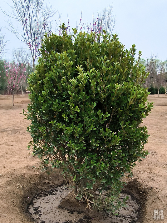 时政新闻眼丨在今年首都义务植树现场,习近平这三句话饱含深意