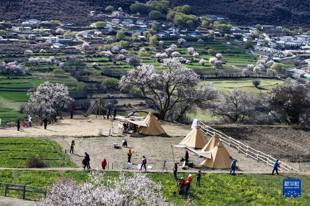 西藏米林：索松村桃花山色醉游人