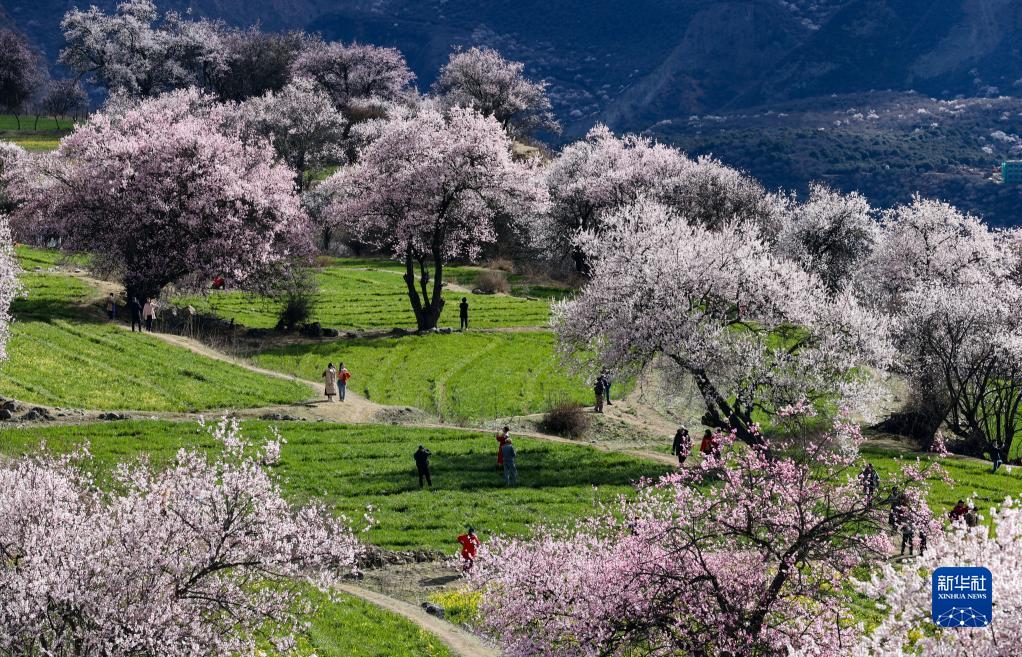 西藏米林：索松村桃花山色醉游人