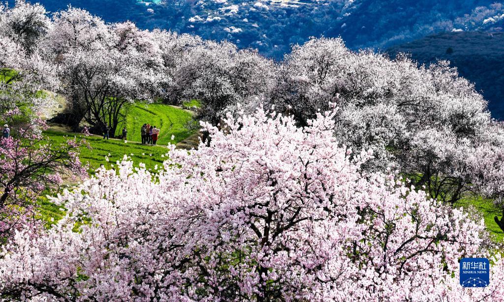 西藏米林：索松村桃花山色醉游人