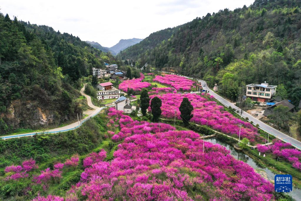 贵州岑巩：紫荆花开美乡村