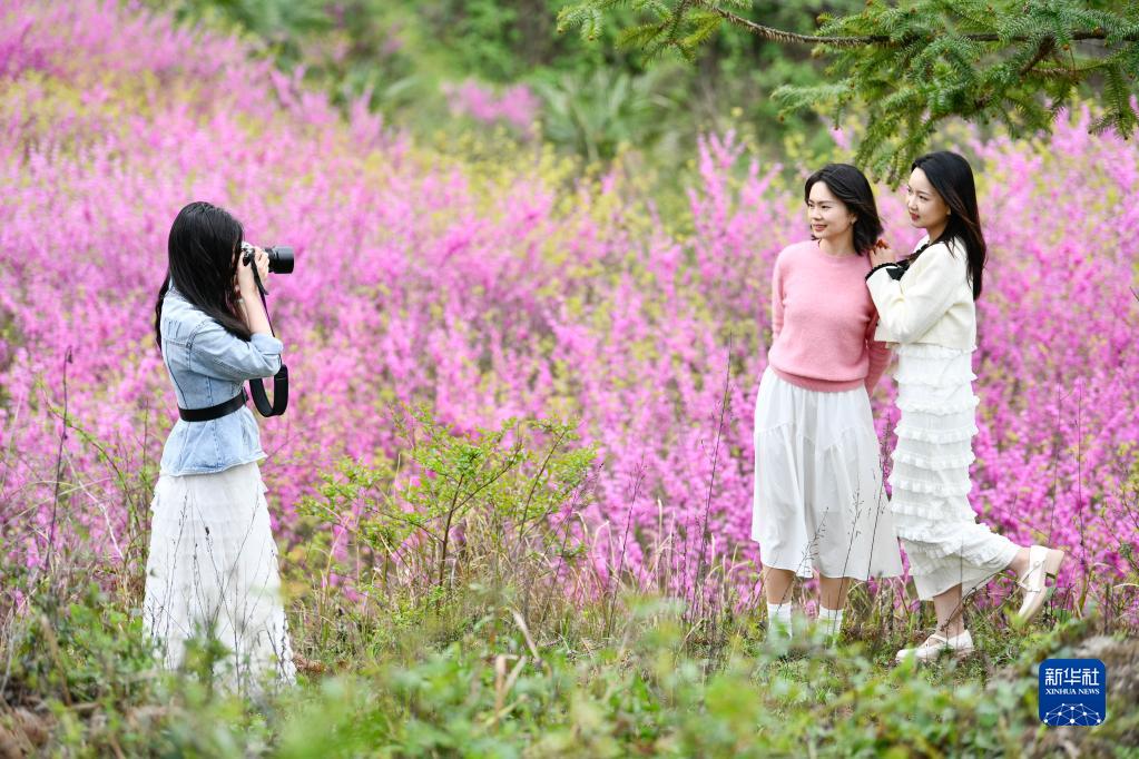 贵州岑巩：紫荆花开美乡村