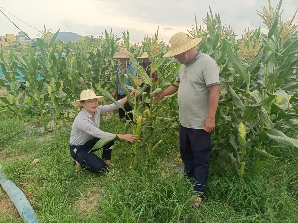 New Era, New Journey, New Great Achievement · Implementation of the Spirit of the Two Sessions|Hainan: Promoting Agricultural Modernization and Helping Stabilize China's Jobs