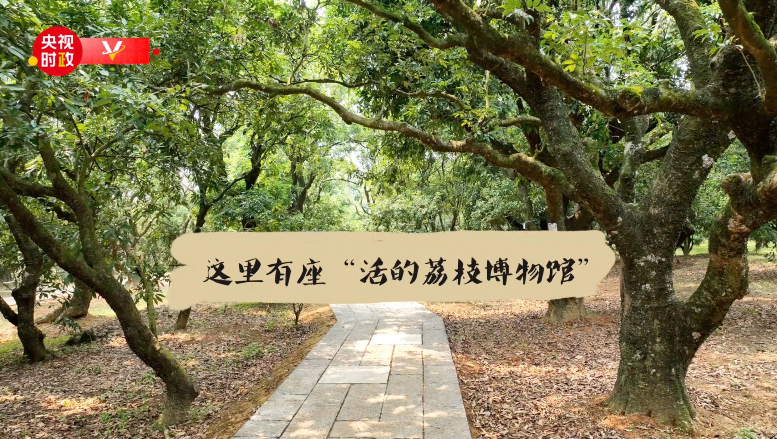 "Xi Jinping's Visit to Guangdong | Utilizing the Concept of 'Li' to Promote Local Products: Exploring Baiqiao Village in Genzi Town, Gaozhou City" - Guangming.com. - Vimarsana News