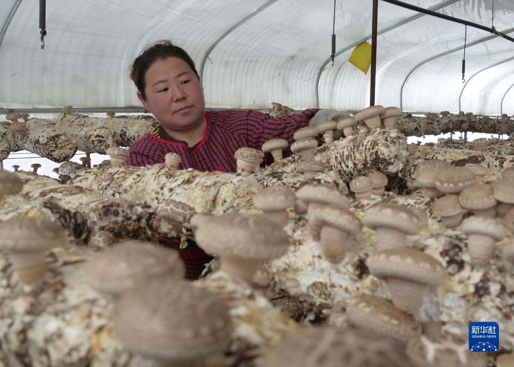 河北青龙：食用菌产业助农增收