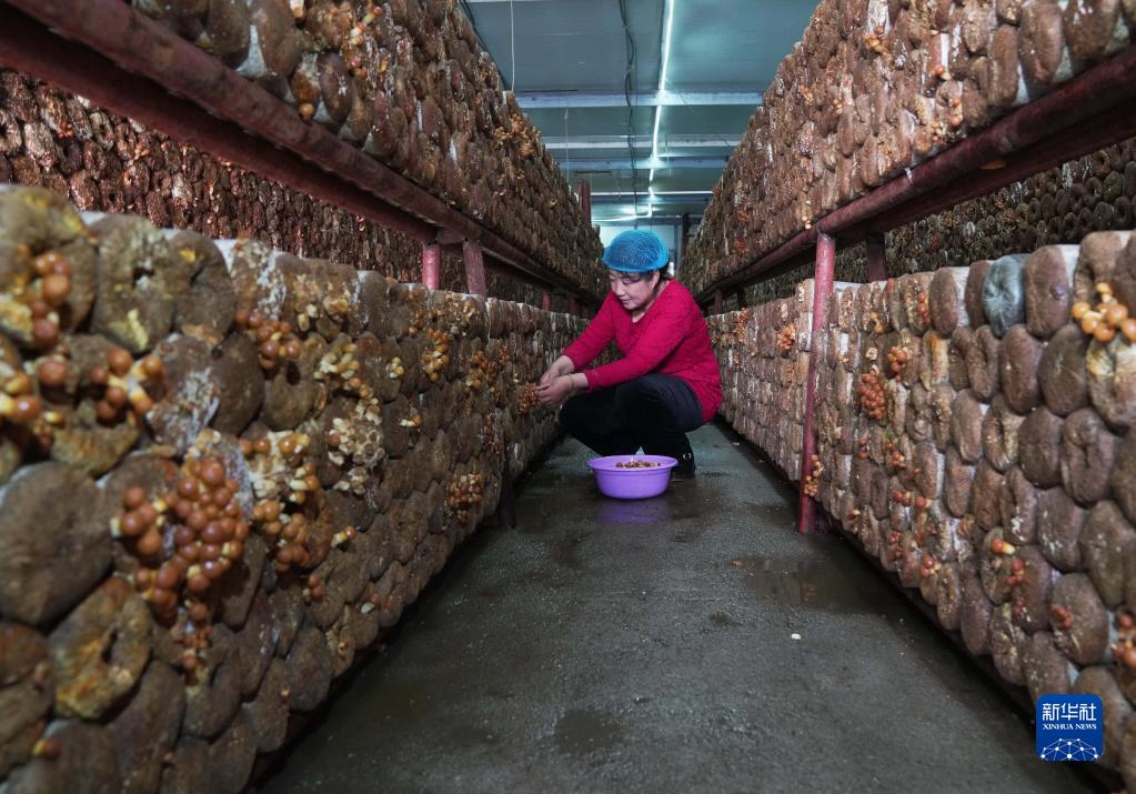 河北青龙：食用菌产业助农增收