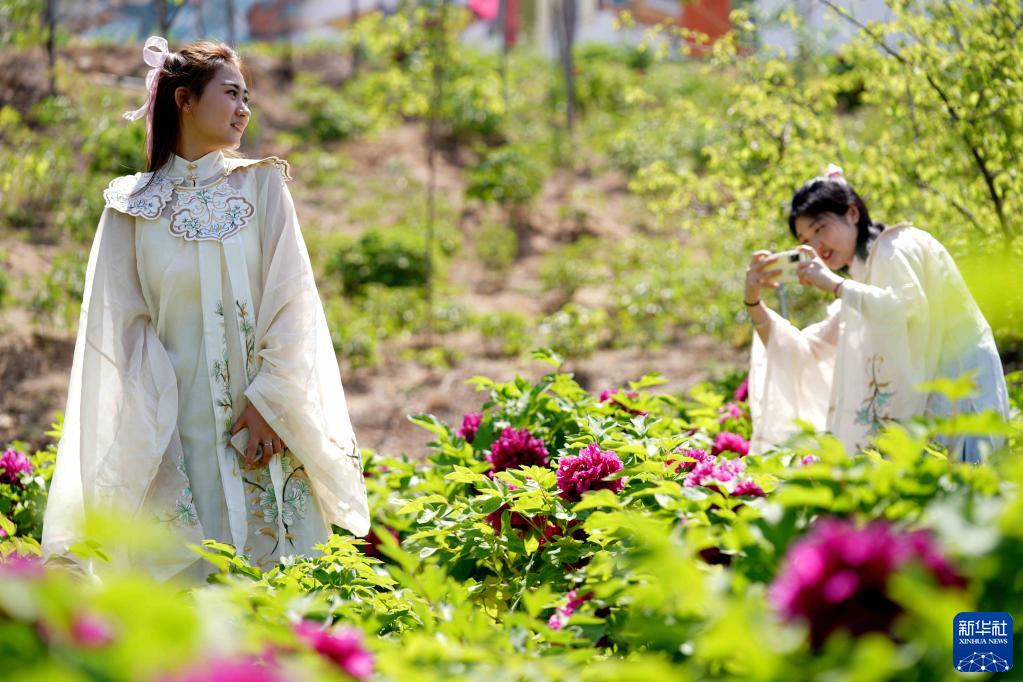 河北临城：牡丹花开游客来