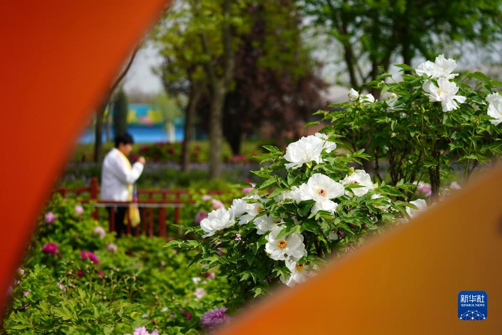 河北柏乡：牡丹花开 八方客来