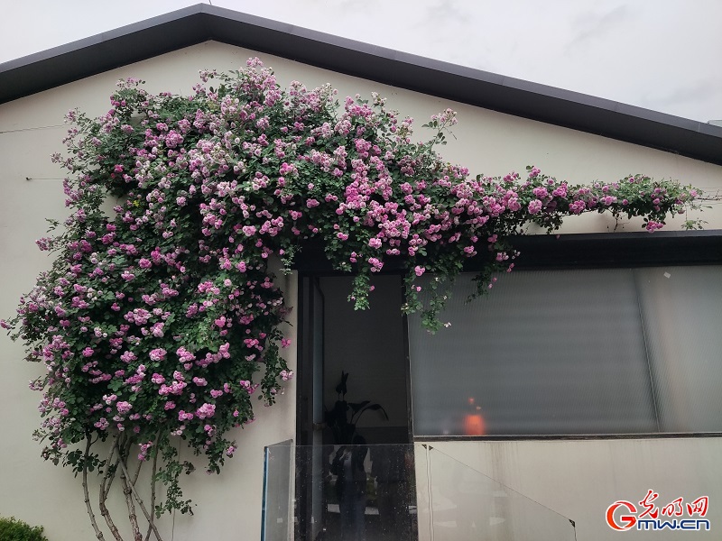 【中国式现代化的长三角实践】南京小西湖片区：老城改造不舍烟火气