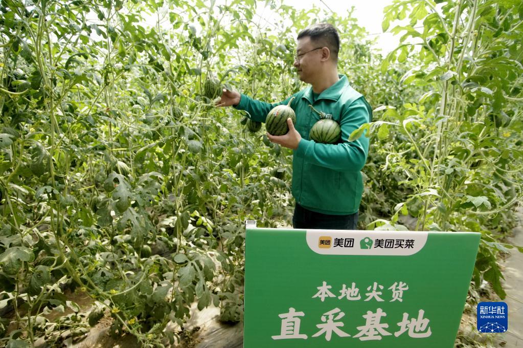 北京庞各庄头茬西瓜上市