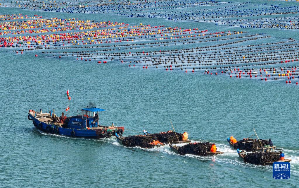 山东荣成：海带采收加工忙