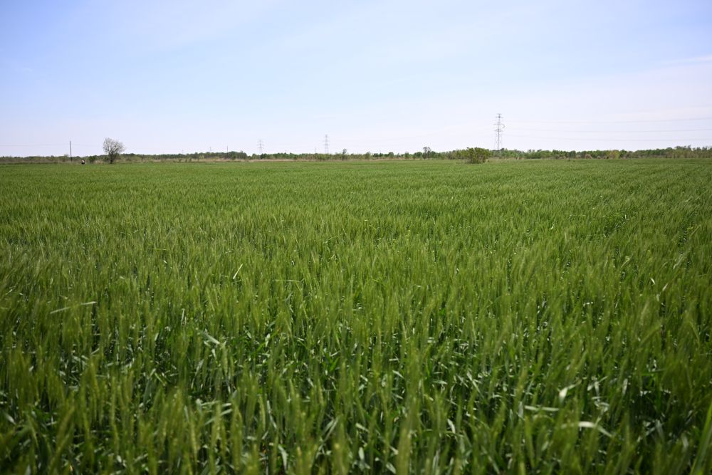 沿着总书记的足迹·新闻多一点 | 盐碱地如何变成丰产田