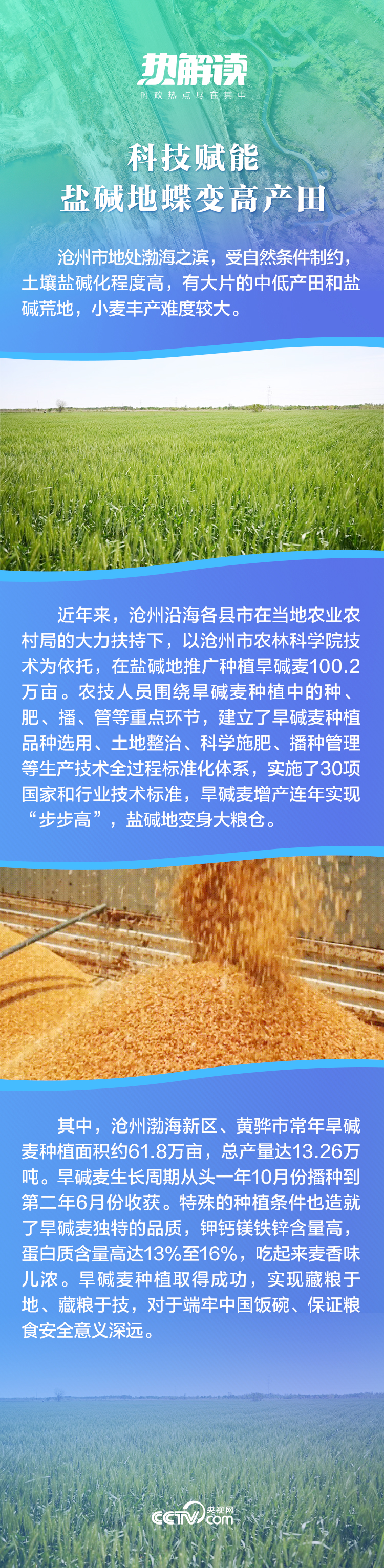 热解读｜从沧州旱碱地麦田，读懂总书记强调的这个“主动权”