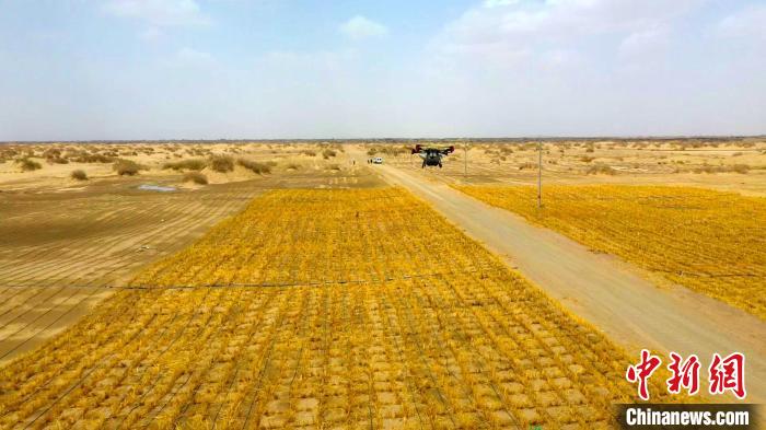 新疆尉犁县民众播种忙 逾160万亩罗布麻扮靓塔克拉玛干沙漠