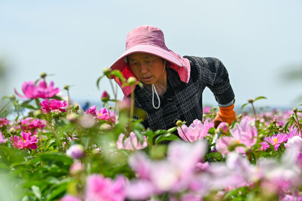 追着花儿看新疆|幸福像花儿一样——新疆“花经济”带动群众致富