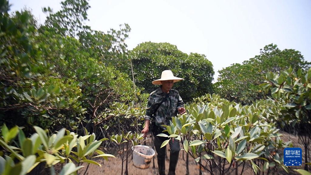 守护红树林30年