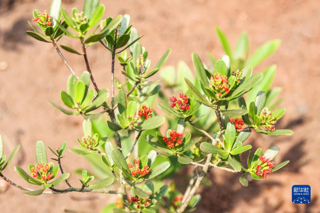红树植物中的“大熊猫”红榄李迎来花期