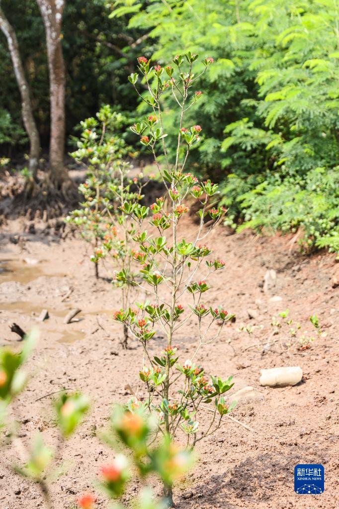 红树植物中的“大熊猫”红榄李迎来花期