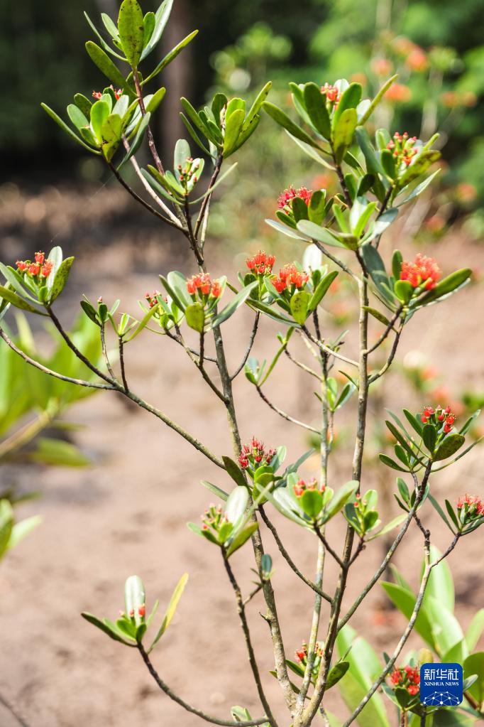 红树植物中的“大熊猫”红榄李迎来花期