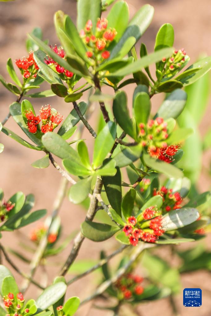 红树植物中的“大熊猫”红榄李迎来花期