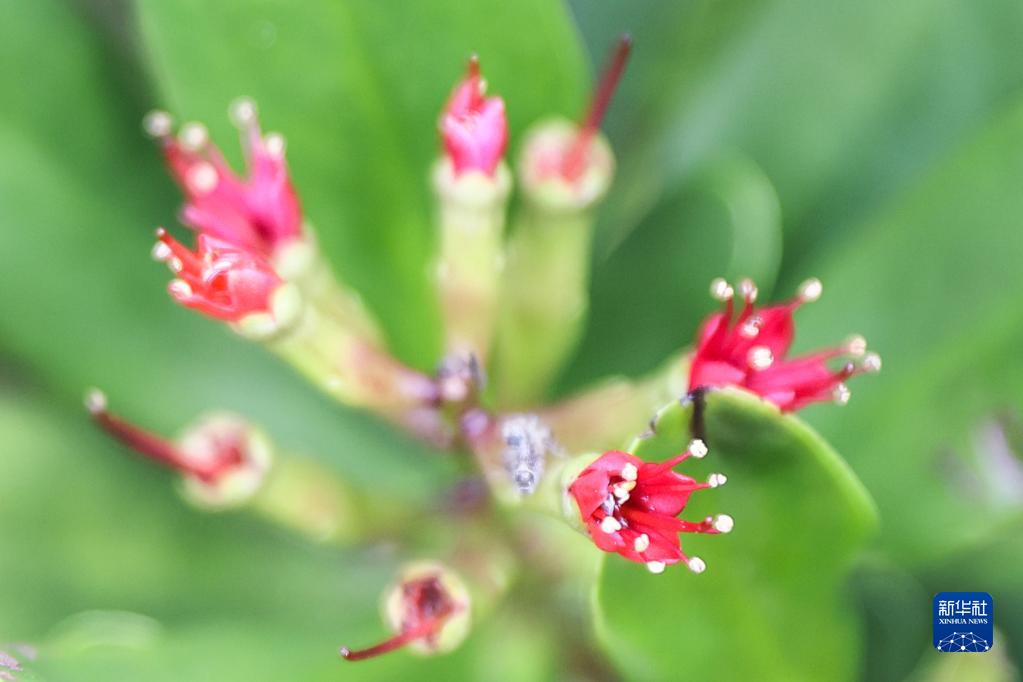 红树植物中的“大熊猫”红榄李迎来花期
