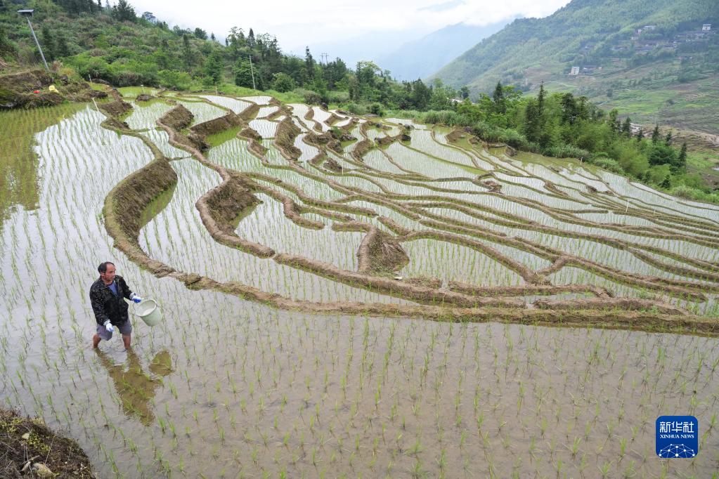 福建尤溪：联合梯田重焕生机
