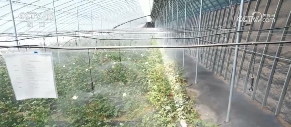 新疆发展高效戈壁农业 温室花卉规模化生产远销国外