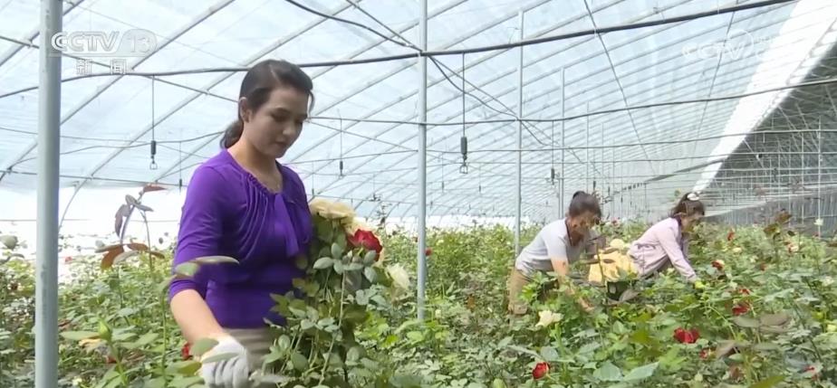 新疆发展高效戈壁农业 温室花卉规模化生产远销国外