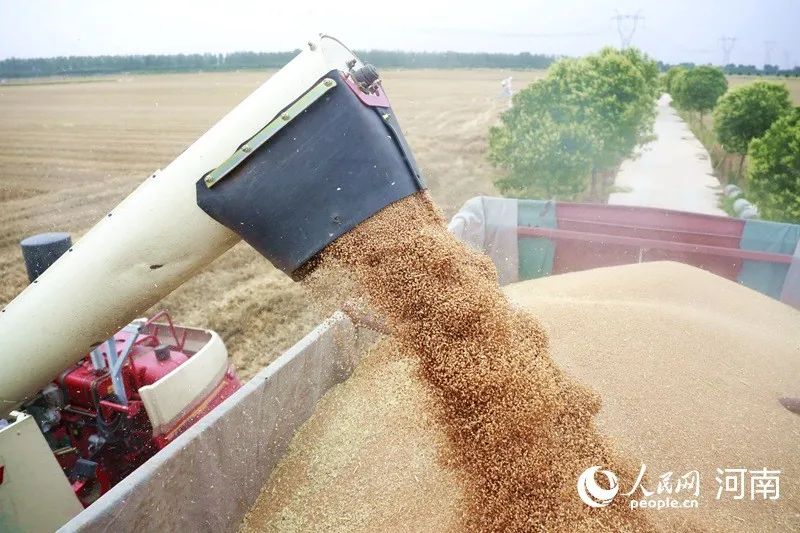 “雨口夺粮”！河南麦收最新进展