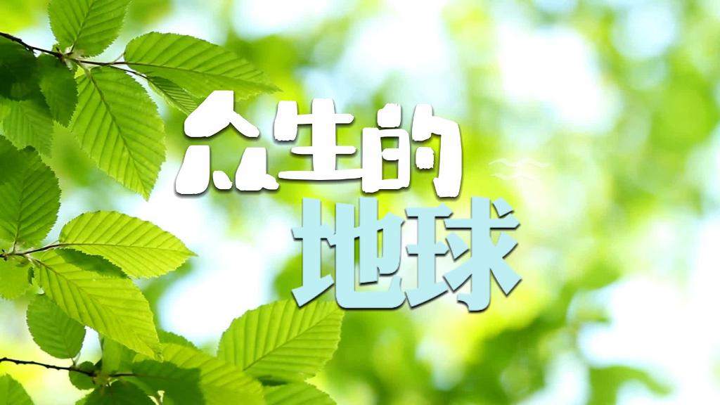 公益微记录片｜众生的地球