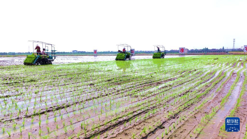 抢抓农时种水稻