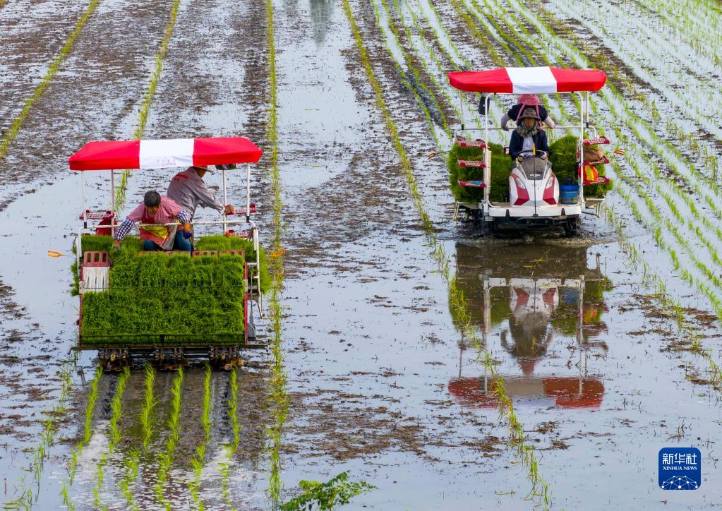 抢抓农时种水稻