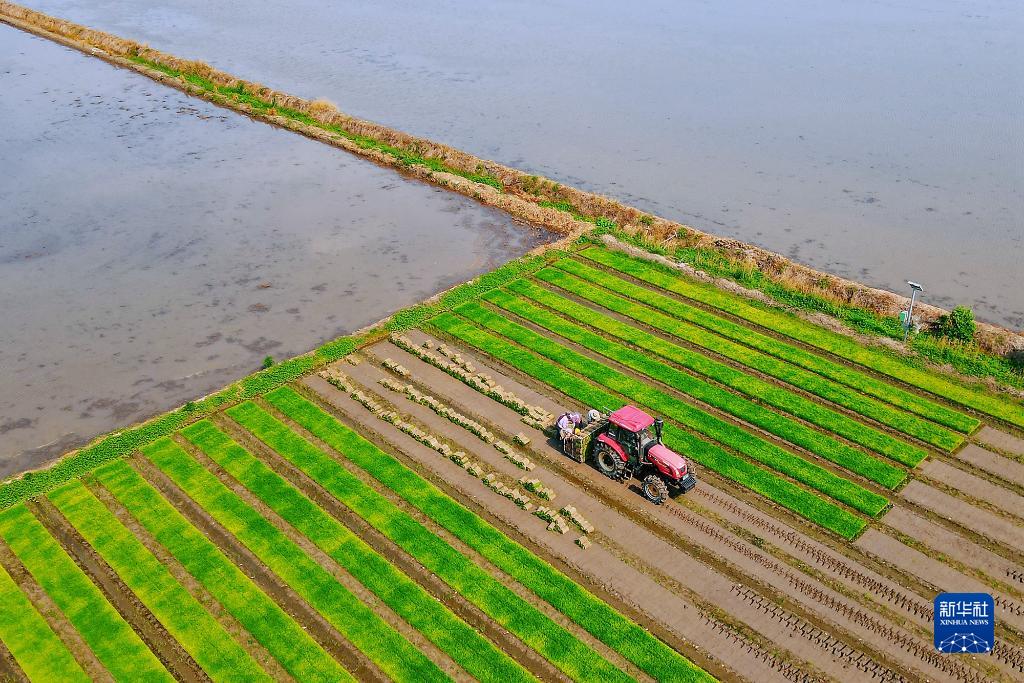 抢抓农时种水稻