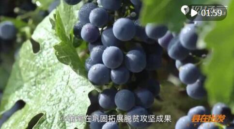 “县”在出发——行走百县话振兴 | 砂石地结“致富果” 紫色梦绽贺兰山 “县”在出发——行走百县话振兴 | 砂石地结“致富果” 紫色梦绽贺兰山